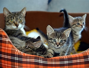 Уход за питомцами