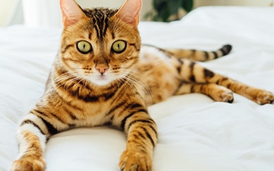 Базовый Тариф