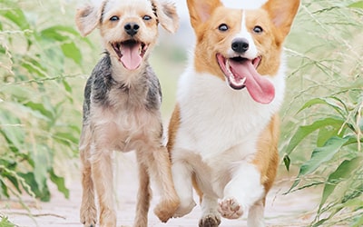 Стандартный Тариф