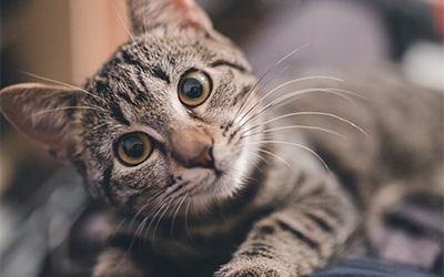 Премиум Тариф